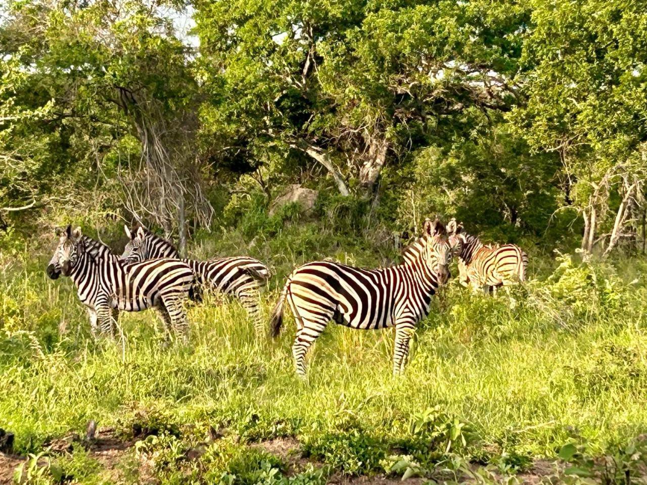 AM Lodge Hoedspruit Eksteriør billede