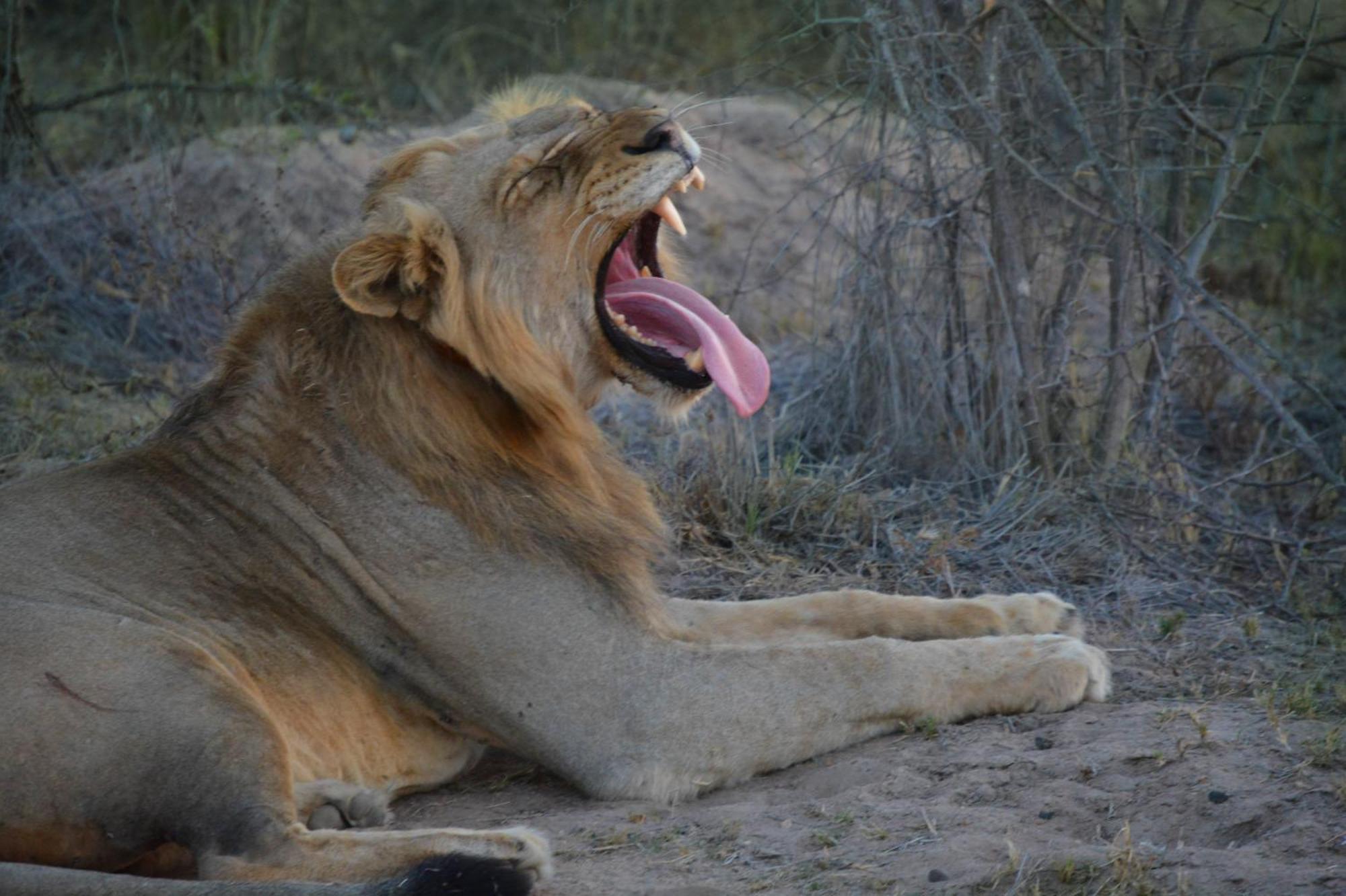 AM Lodge Hoedspruit Eksteriør billede
