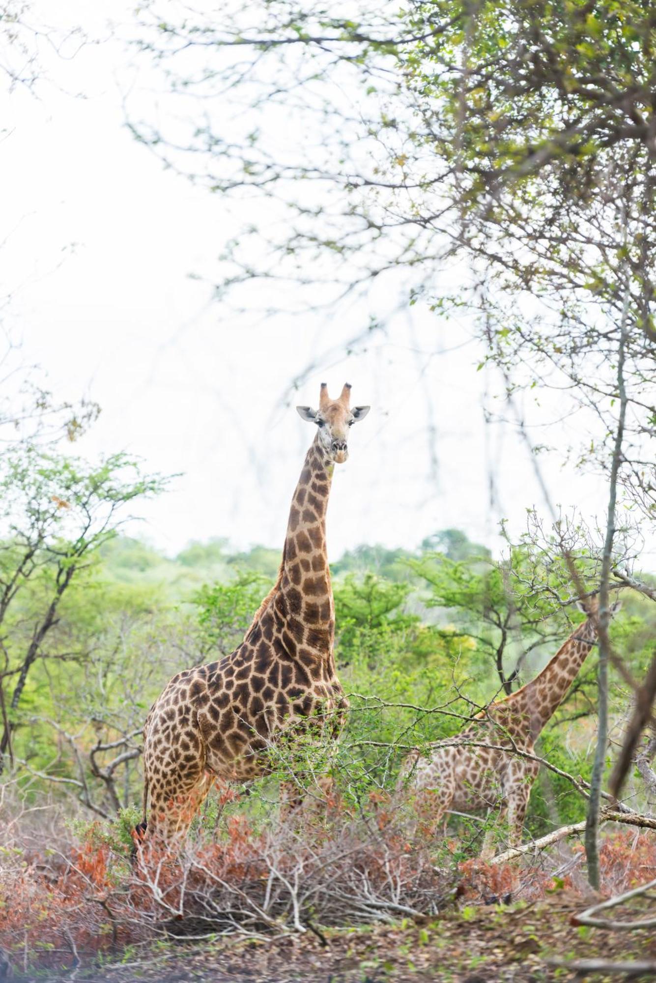 AM Lodge Hoedspruit Eksteriør billede