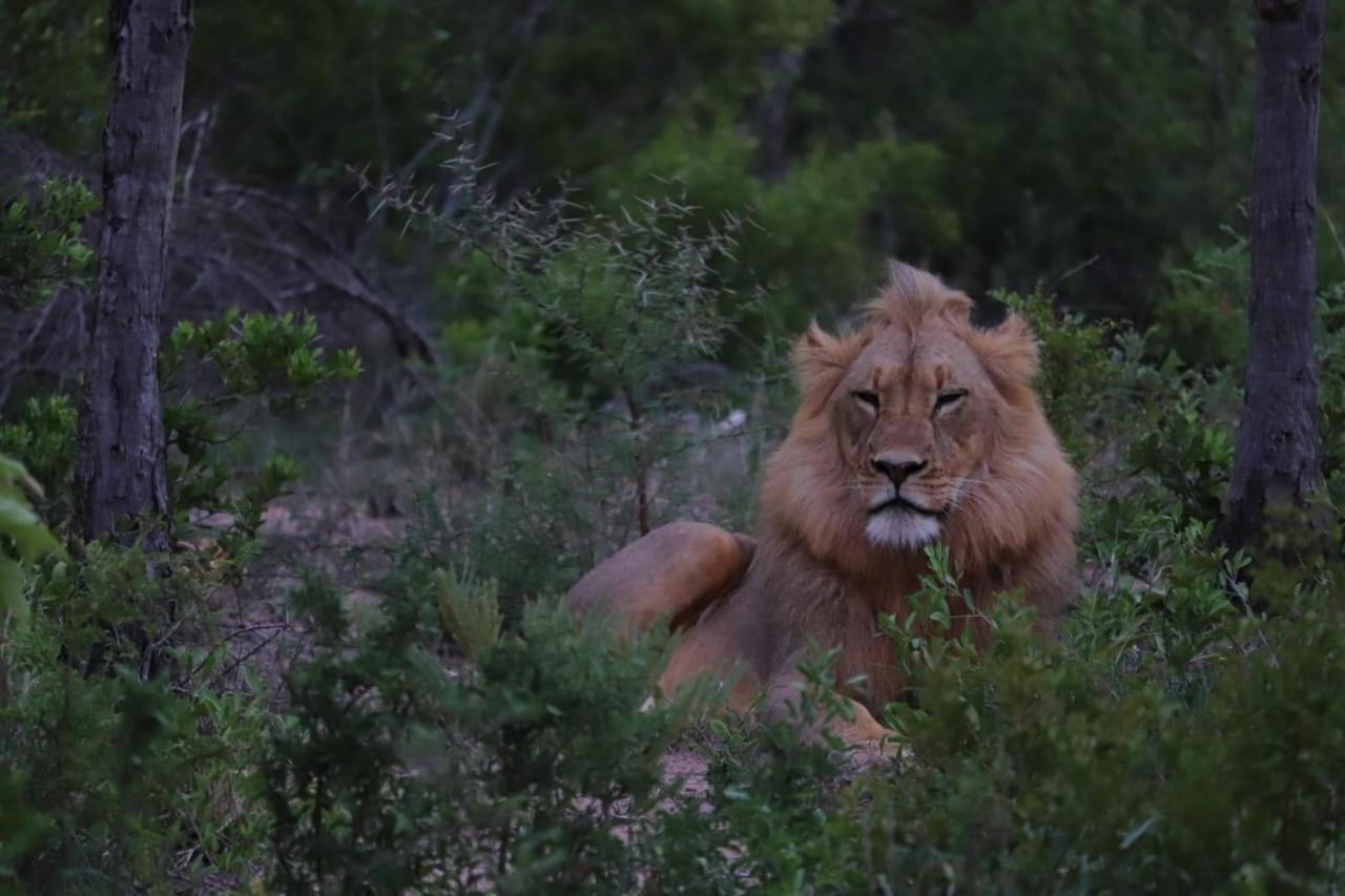 AM Lodge Hoedspruit Eksteriør billede